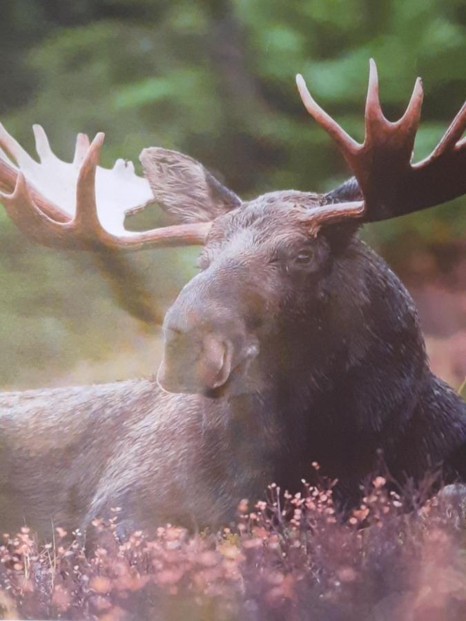 Aelghuset Silverdalen Exteriör bild